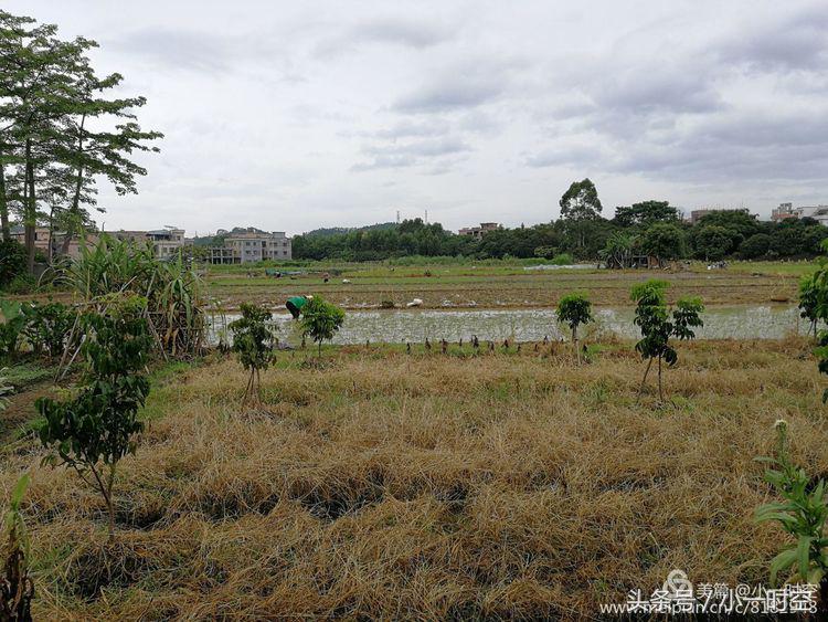 故人具鸡黍邀我至田家邀的意思,故人具鸡黍邀我至田家什么意思