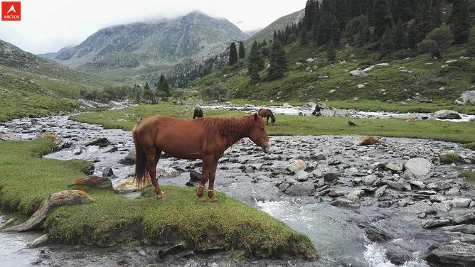 一次偶然，铸就永恒，十年驴龄的他“长存”于此-乌孙驴行记