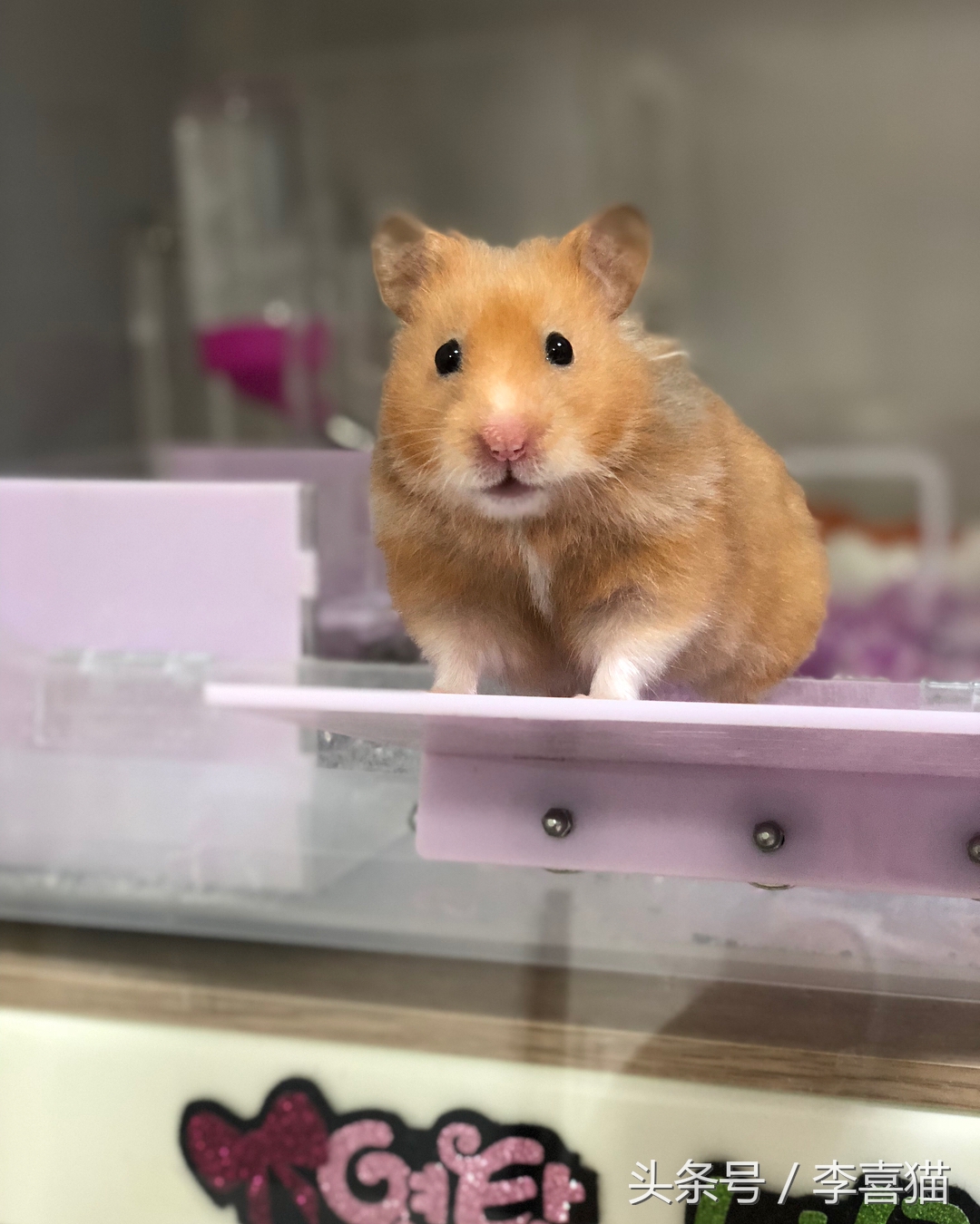 仓鼠金丝熊有多可爱,金丝熊胖胖的样子