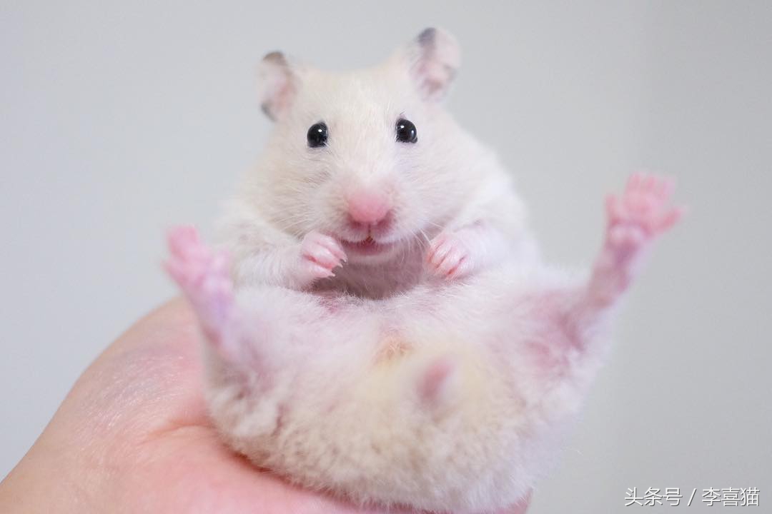 金丝熊仓鼠饲养注意事项,仓鼠金丝熊怎么饲养