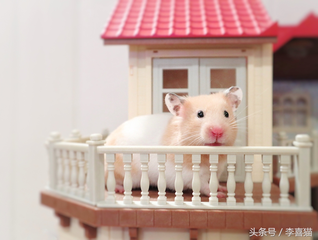 金丝熊仓鼠饲养注意事项,仓鼠金丝熊怎么饲养