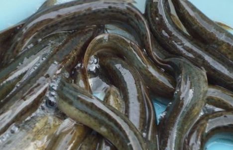 奶粉没有生产日期可以举报吗,奶粉没有生产日期怎么投诉