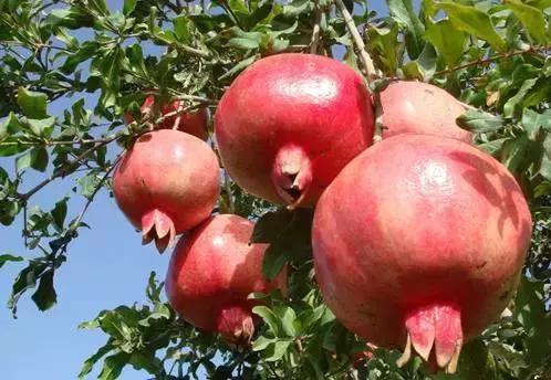 开海了！抖音上的小姐姐，来烟台吧！海鲜管够……