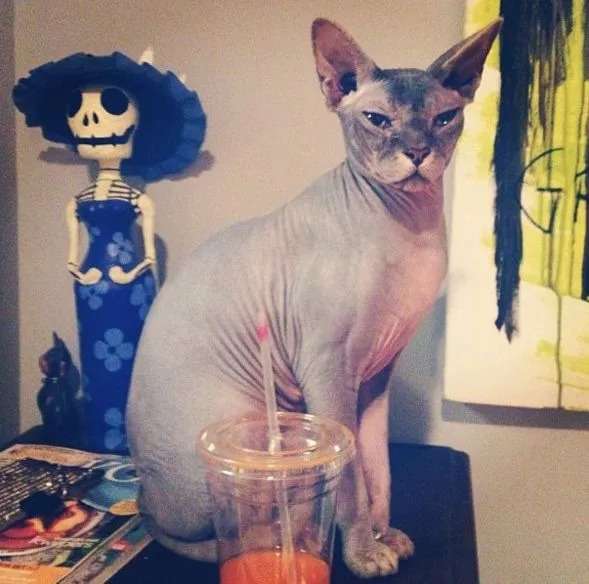 维密天使猫猫走秀,维密超模走秀猫咪