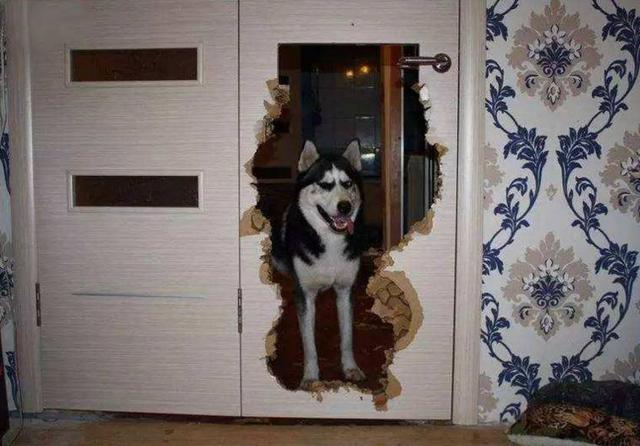 动物搞笑视频抓拍一瞬间,盘点动物搞笑瞬间视频