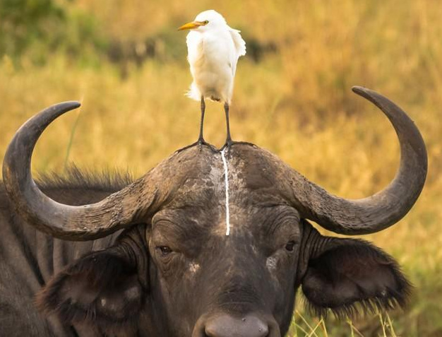 动物搞笑视频抓拍一瞬间,盘点动物搞笑瞬间视频
