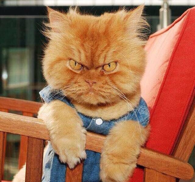 动物搞笑视频抓拍一瞬间,盘点动物搞笑瞬间视频