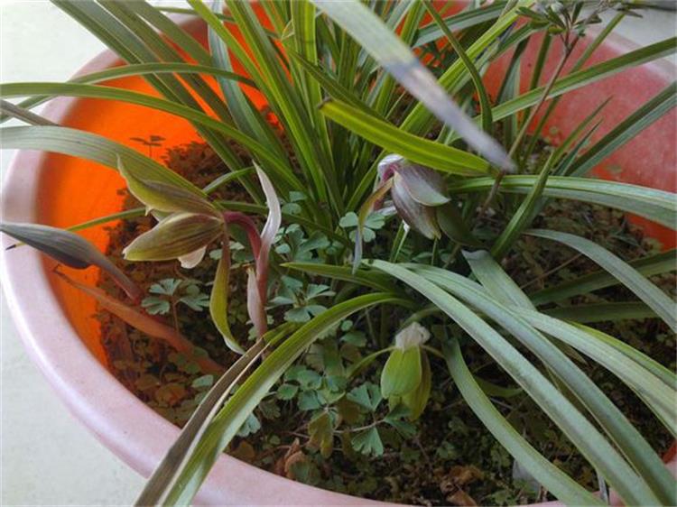 兰花叶子干枯不长怎么办,盆栽茶花叶子尖干枯怎么办