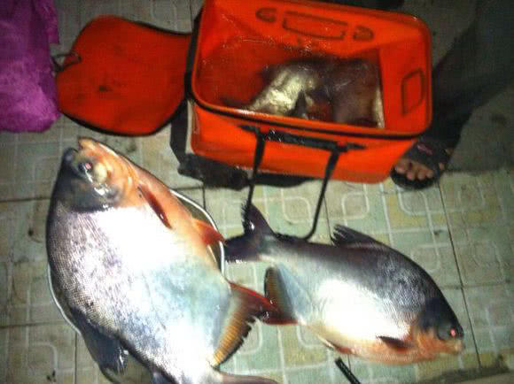 长尾银鲳鱼多少钱一斤,钓鲳鱼怎样溜鱼