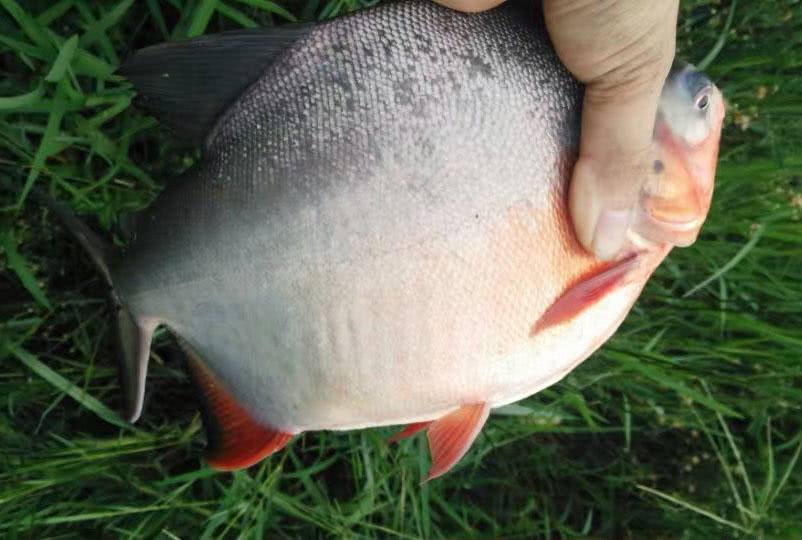 这白鲳鱼6元一斤,随便钓,有牙齿,非常凶猛,溜鱼特别爽