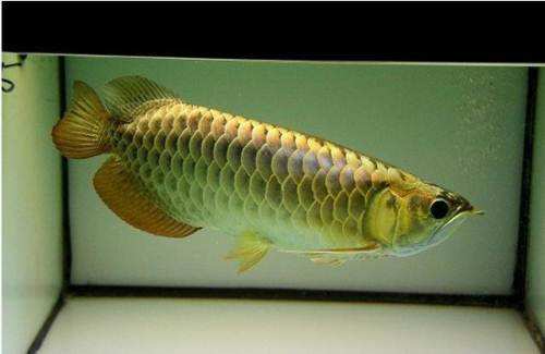 想养龙鱼1米5鱼缸怎么造景,龙鱼鱼缸买什么样的比较好