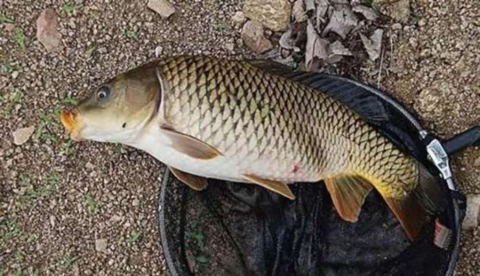 鱼线主线和子线拉力有区别吗,鱼线主线和副线接法