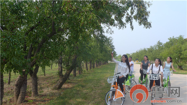 山东乐陵朱集镇百枣园,百枣园枣业