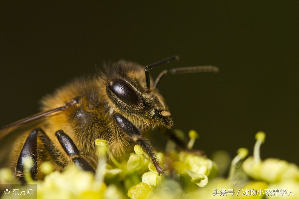 蜜蜂确实具有与生俱来的能力吗,蜜蜂的眼睛为什么那么大
