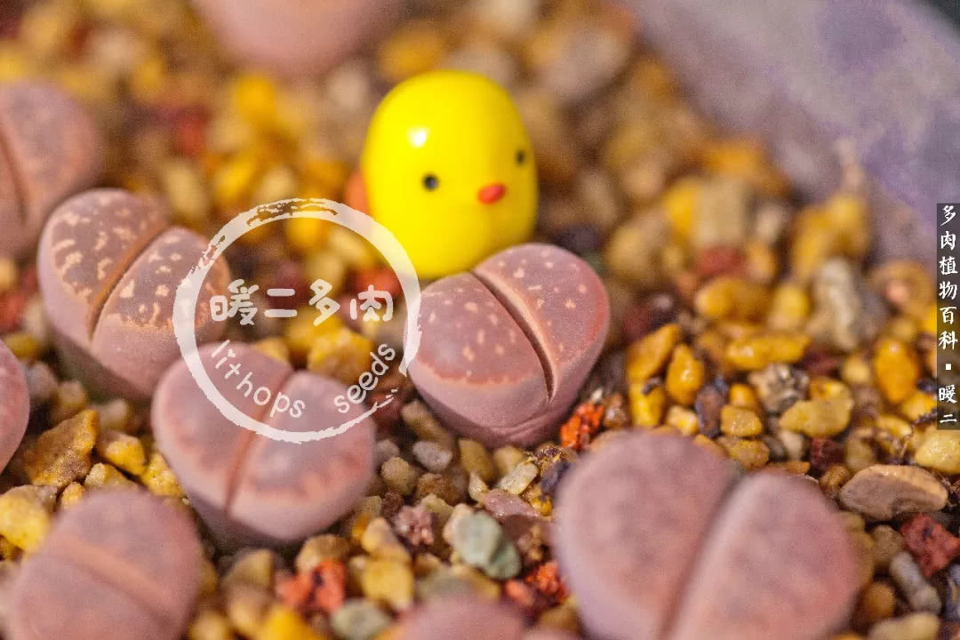 生石花播种后如何养护,生石花养护注意事项