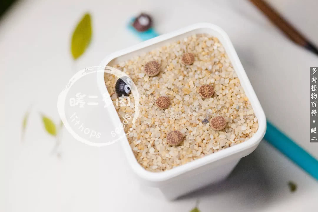 生石花播种后如何养护,生石花养护注意事项