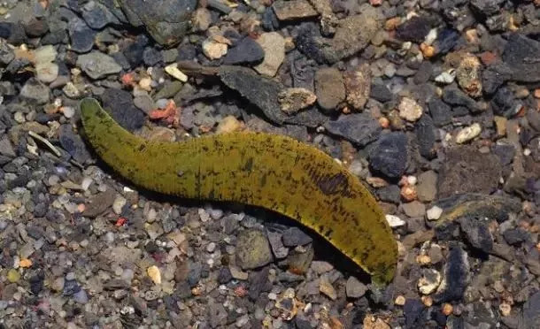 农村稻田里常见的蚂蟥,什么情况下容易遇到蚂蟥