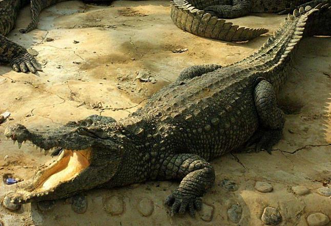 恐龙为什么如此巨大,恐龙为什么能长那么大的原因