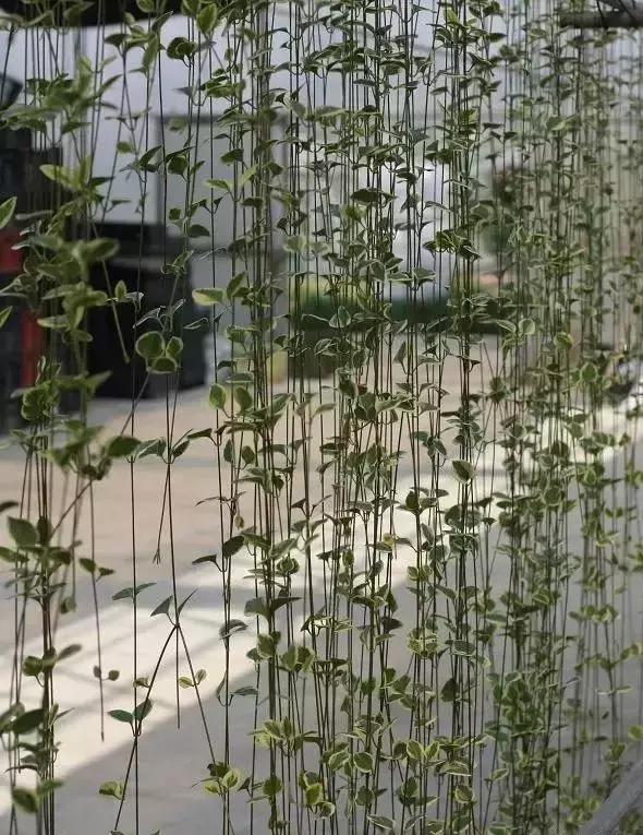 植物窗帘图案,植物窗帘效果图大全