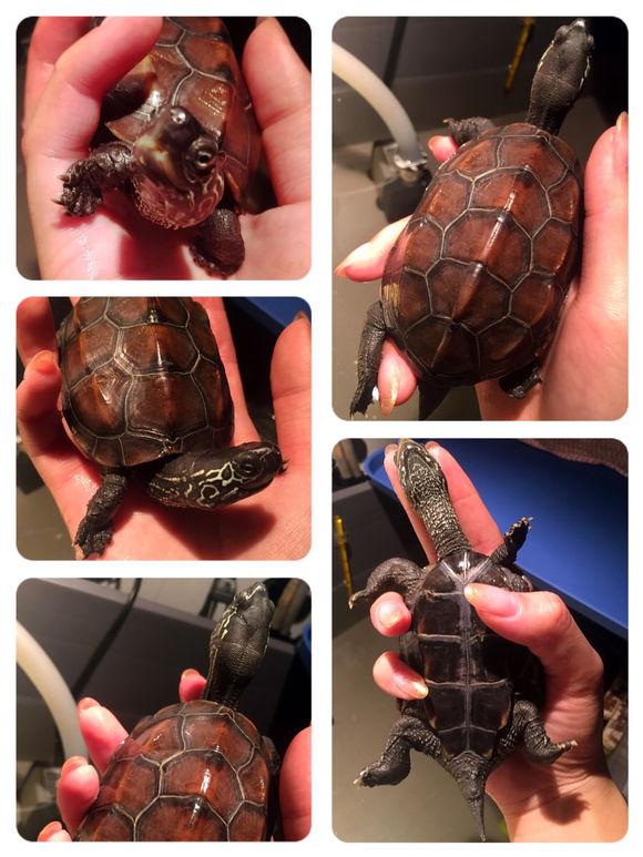 「龟友记录」萌妹子养龟全纪录（第一部）