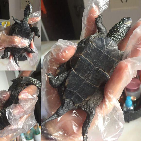 「龟友记录」萌妹子养龟全纪录（第一部）