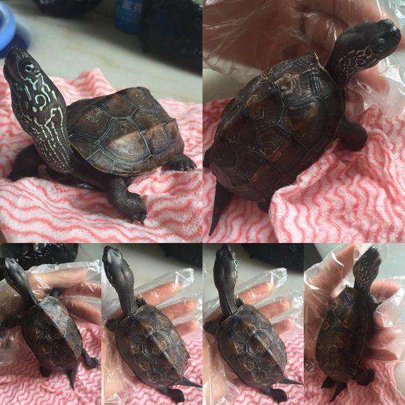 「龟友记录」萌妹子养龟全纪录（第一部）