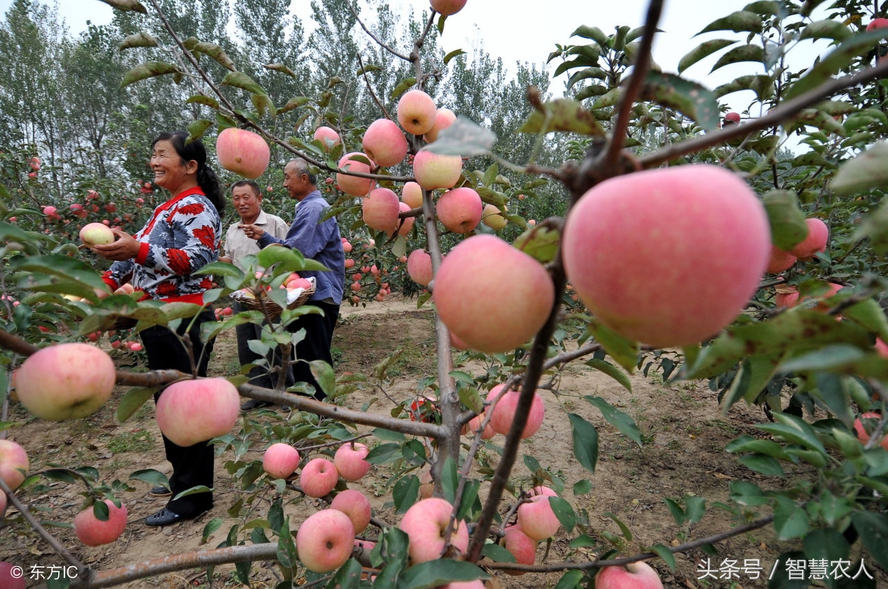 螯合钙补钙效果好吗,螯合钙和普通钙哪个效果好