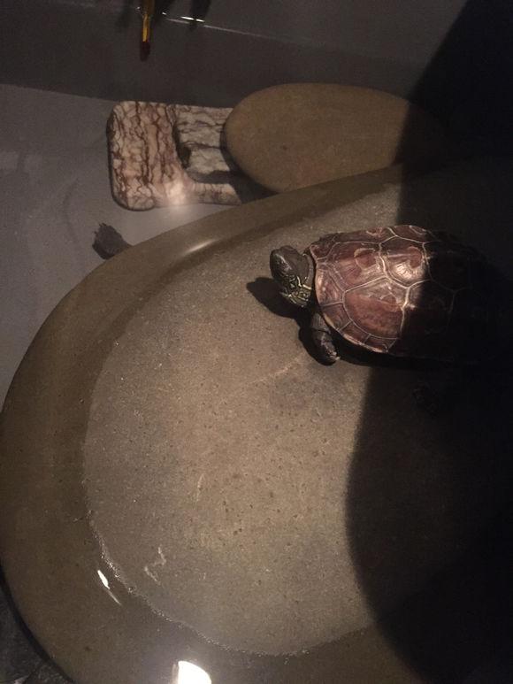 「龟友记录」萌妹子养龟全纪录（第一部）