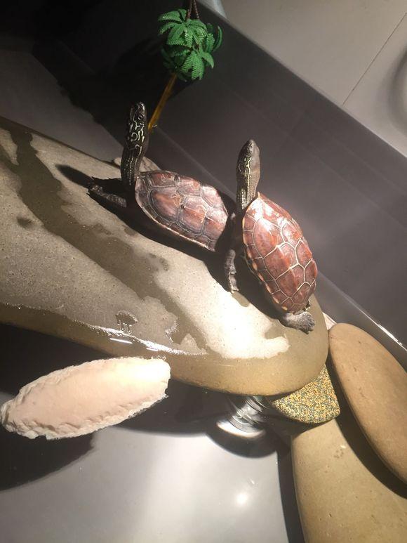 「龟友记录」萌妹子养龟全纪录（第一部）