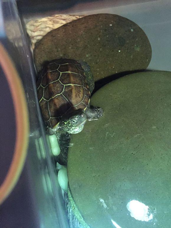 「龟友记录」萌妹子养龟全纪录（第一部）