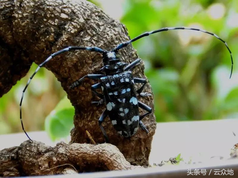 柑橘成熟长虫是什么原因,柑橘防树头虫