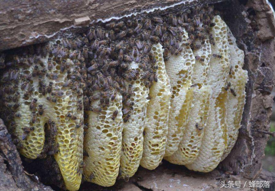 判断真假蜂蜜加水一晃便知,怎么分辨网上的蜂蜜是真是假