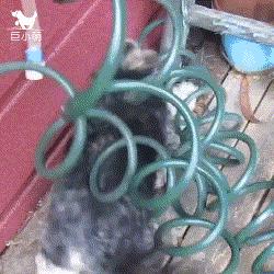 约克夏犬优点和缺点,约克夏犬活泼开朗