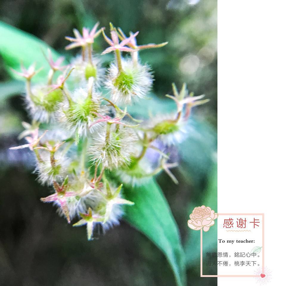 怎样制作节日图片软件,手机怎么做图片加文字表格