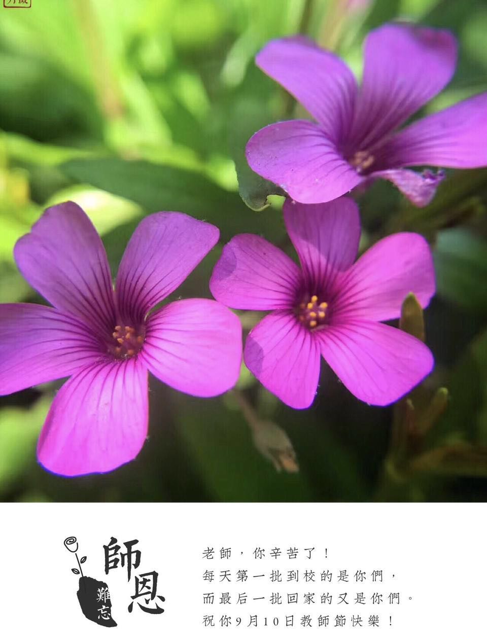 教师节制作感恩卡幼儿园,教师节感恩卡怎么制作