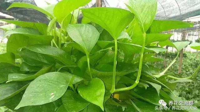 水培绿萝怎么养护长得才茂盛,刚种植的大盆绿萝柱怎么养护