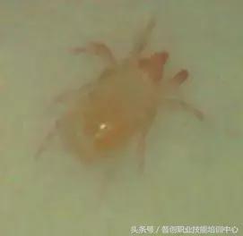 种菜病虫害的防治口诀,种菜小知识大全预防病虫害