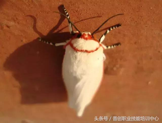 种菜病虫害的防治口诀,种菜小知识大全预防病虫害