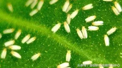 种菜病虫害的防治口诀,种菜小知识大全预防病虫害