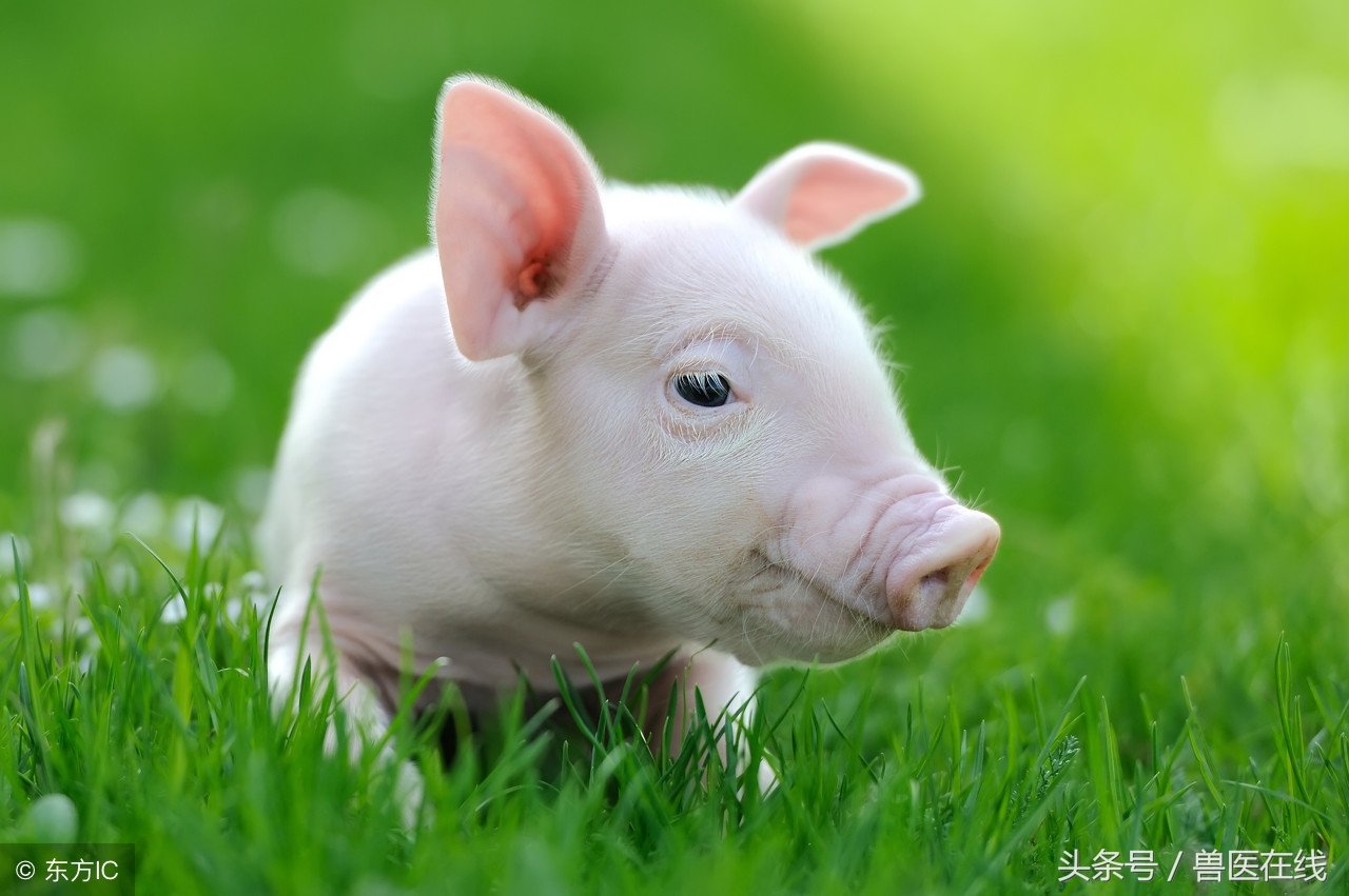 育肥猪低温症症状和治疗方案,猪吃安乃近能引发低温症吗