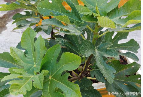 无花果枝繁叶茂,刚刚种的无花果怎么提高成活率