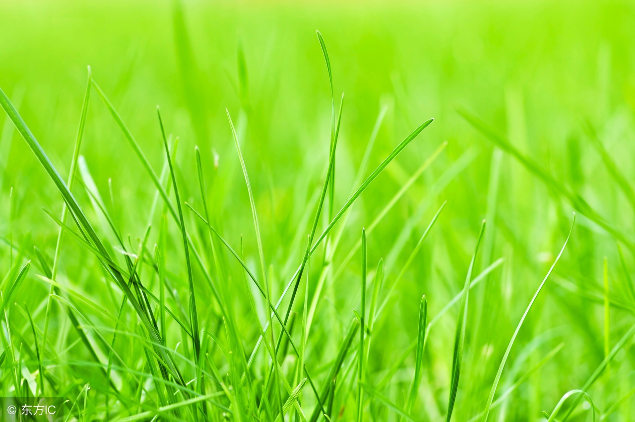 农村跌伤消肿止痛的草药图片,清热解毒凉血消肿的野草