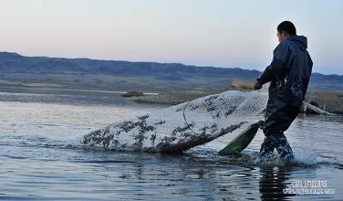 虾塘肥水四要素,虾塘肥水用法用量