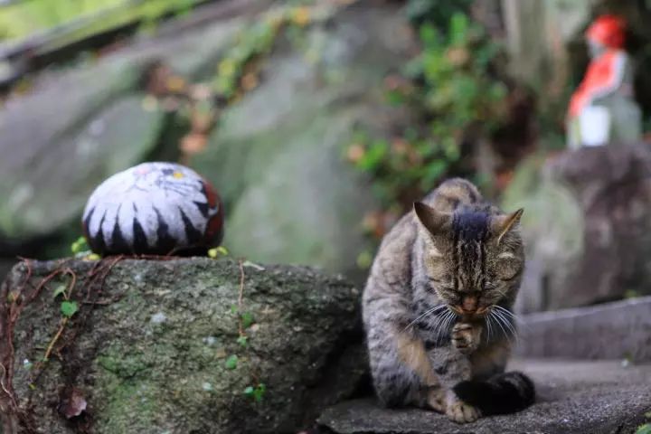 日本濑户内海旅游,日本濑户内海旅行