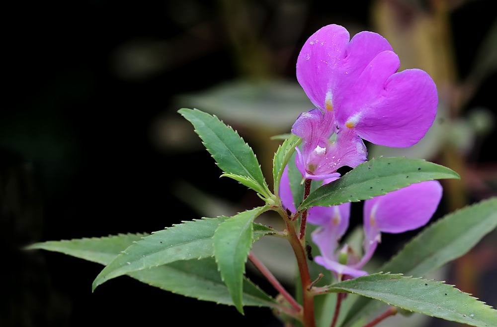 12生肖属鸡运势,属鸡人养什么植物最旺