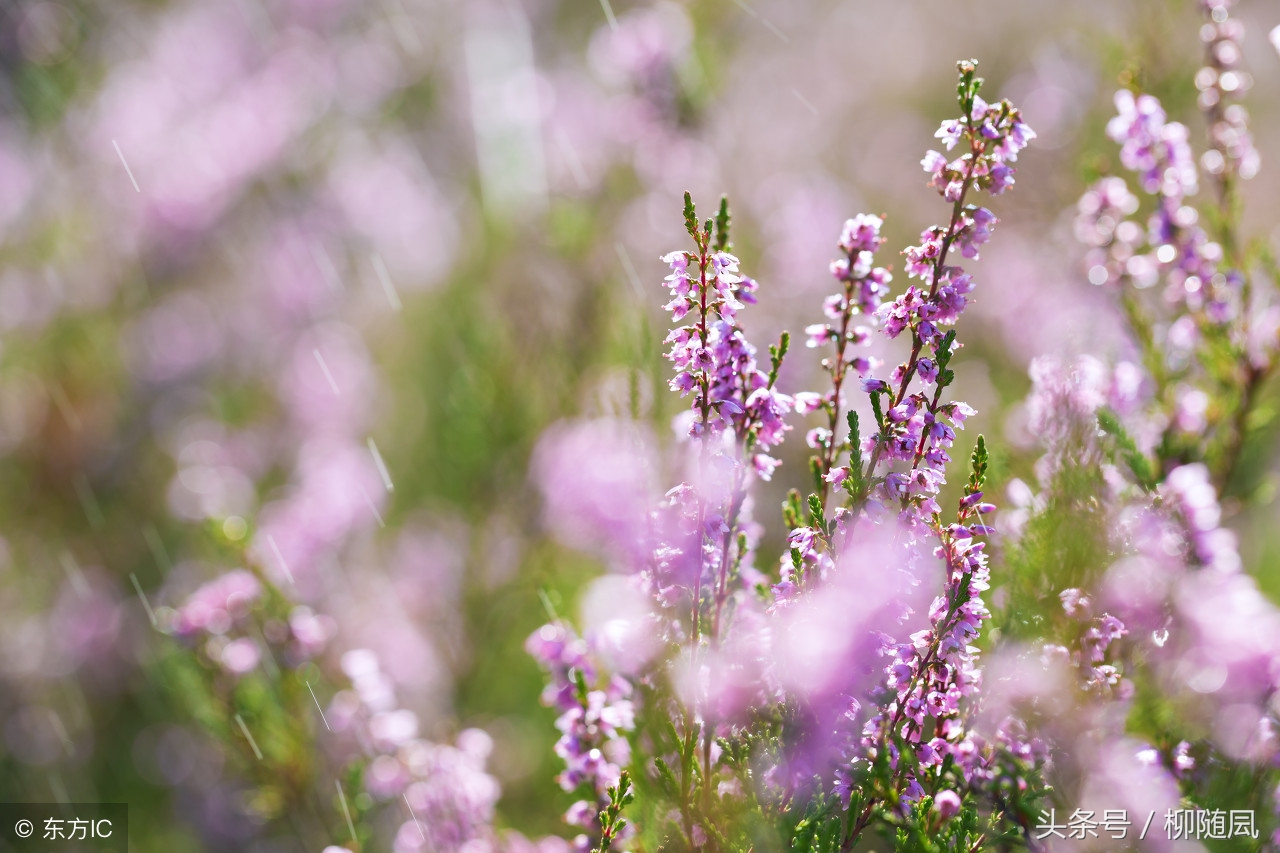 女孩用香烟写的情书,一个女人用烟名写的情书