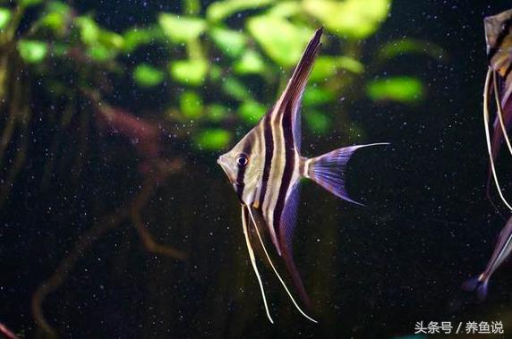 鱼缸多久不打氧鱼会死,鱼缸几天没换水鱼会死