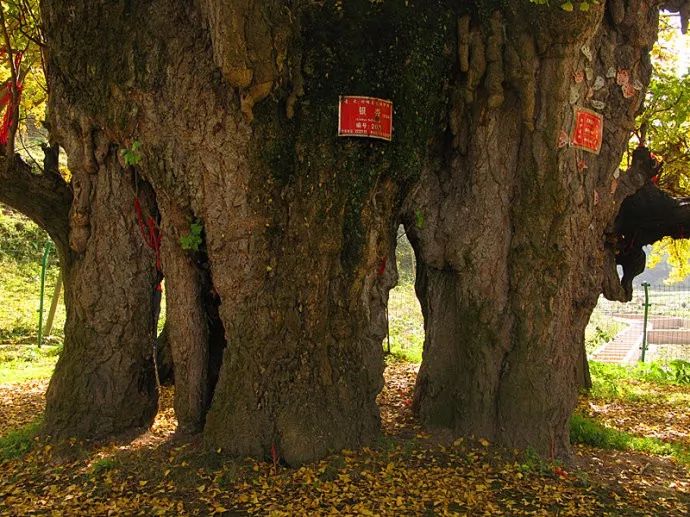 贵州什么季节最合适去旅行,未来三年贵州旅游攻略计划