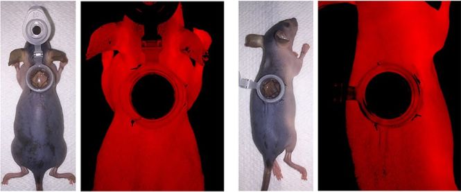 《自然》：太神了！科学家通过重编程得到皮肤干细胞，首次实现大面积创口原位皮肤再生｜科学大发现