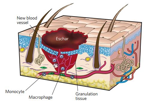 《自然》：太神了！科学家通过重编程得到皮肤干细胞，首次实现大面积创口原位皮肤再生｜科学大发现